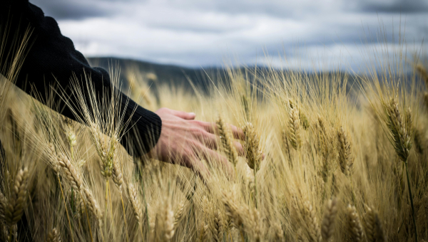 Werker/ Werkerin in der Landwirtschaft - Neuer Bildungsgang ab dem Schuljahr 2025/2026 (2)